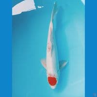 Tancho 35cm(cut basah)
