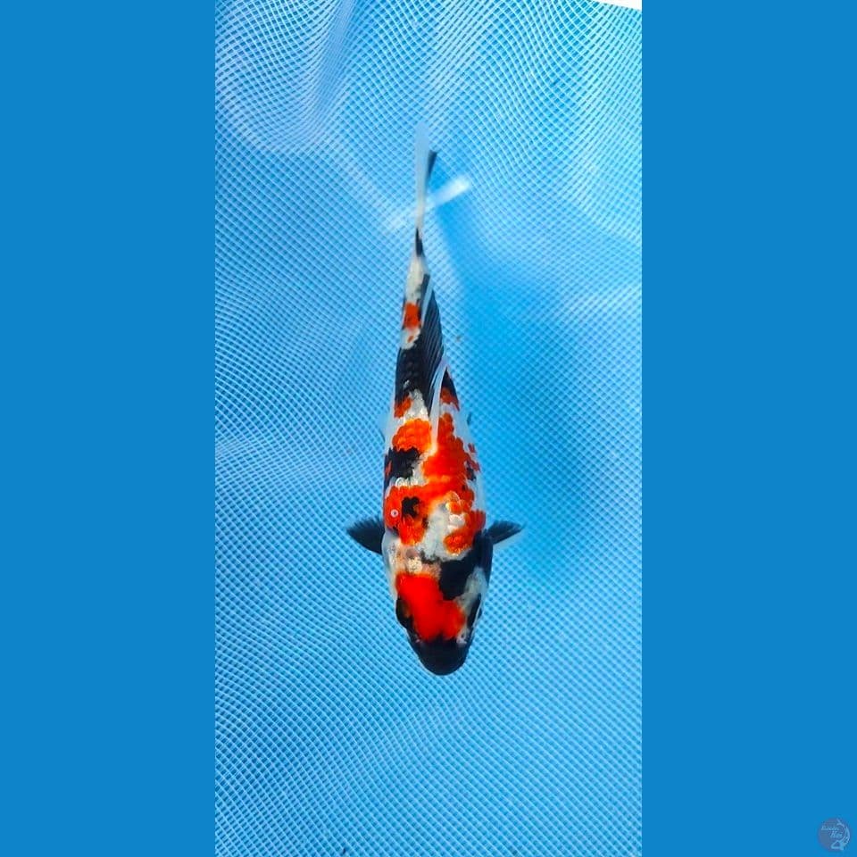showa Gintin SQ 12cm 