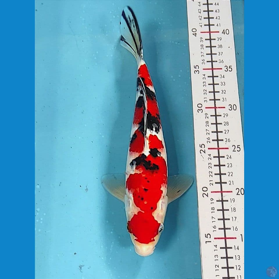 28cm