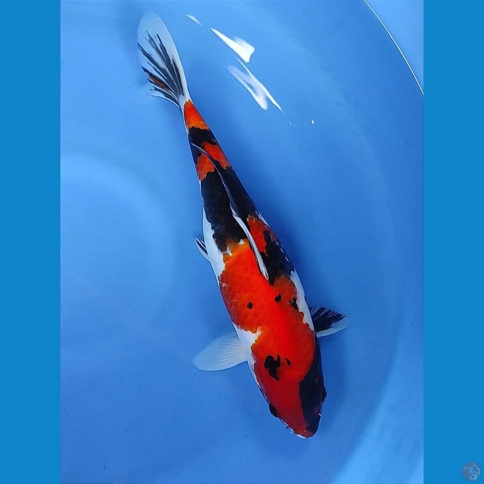 38cm