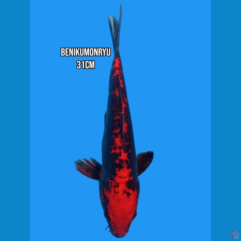 benikumonryu
