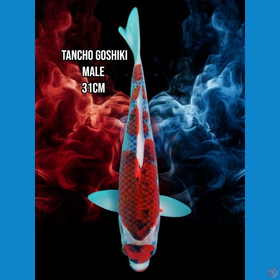 Tancho Goshiki