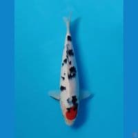 tancho 32cm