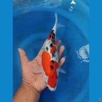 SB 26cm
