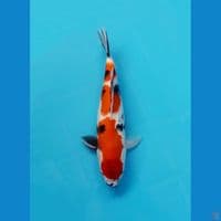 showa 33cm