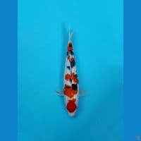 sanke 32cm