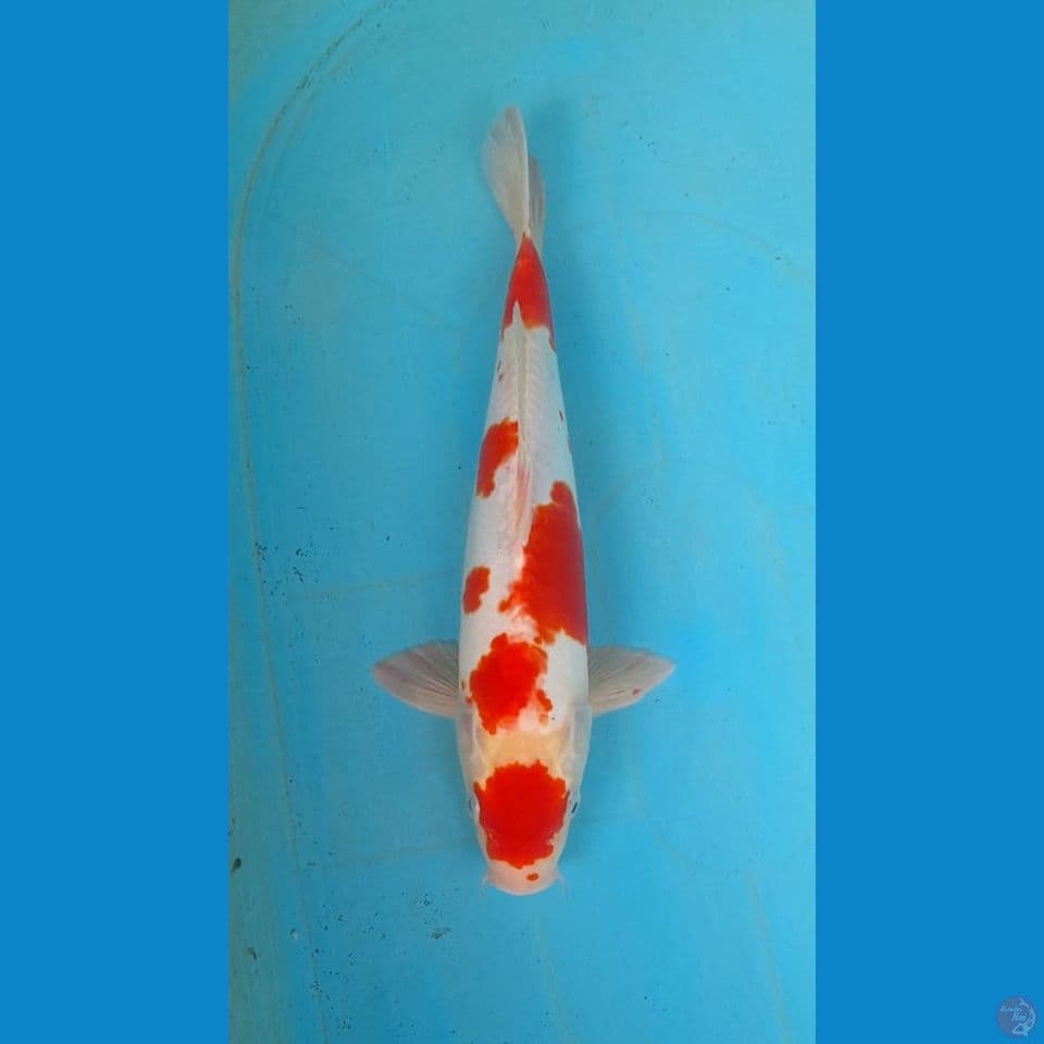 maruten kohaku doitsu 35 bu