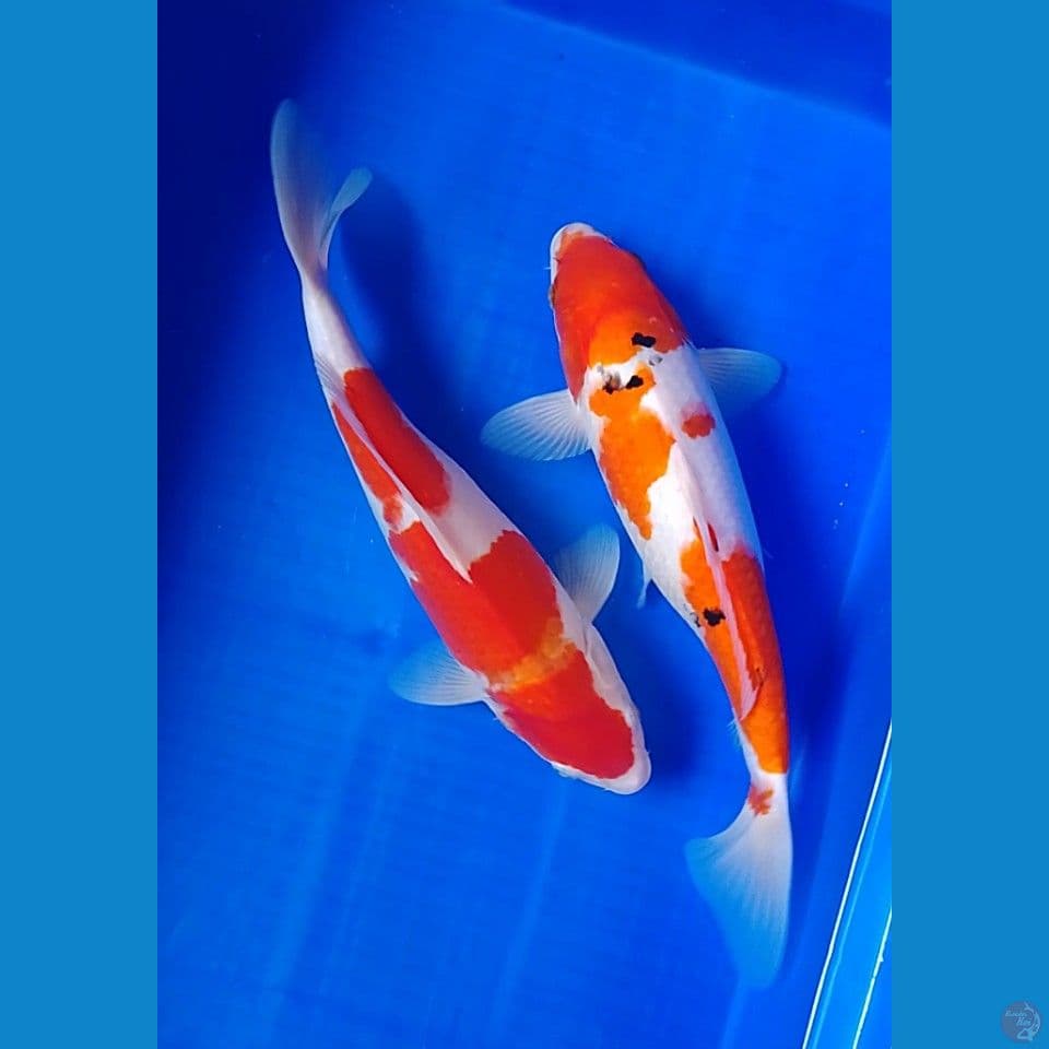 kohaku sanke size : 30 31cm