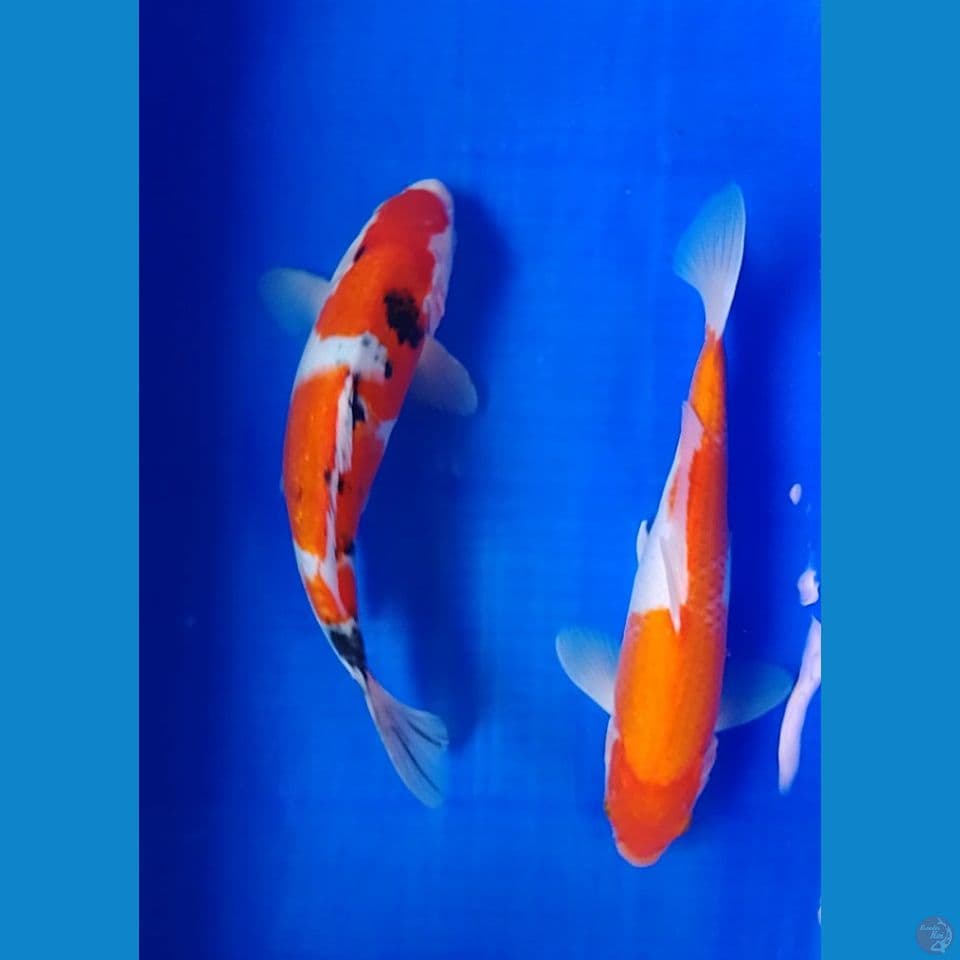 kohaku sanke size : 30cm