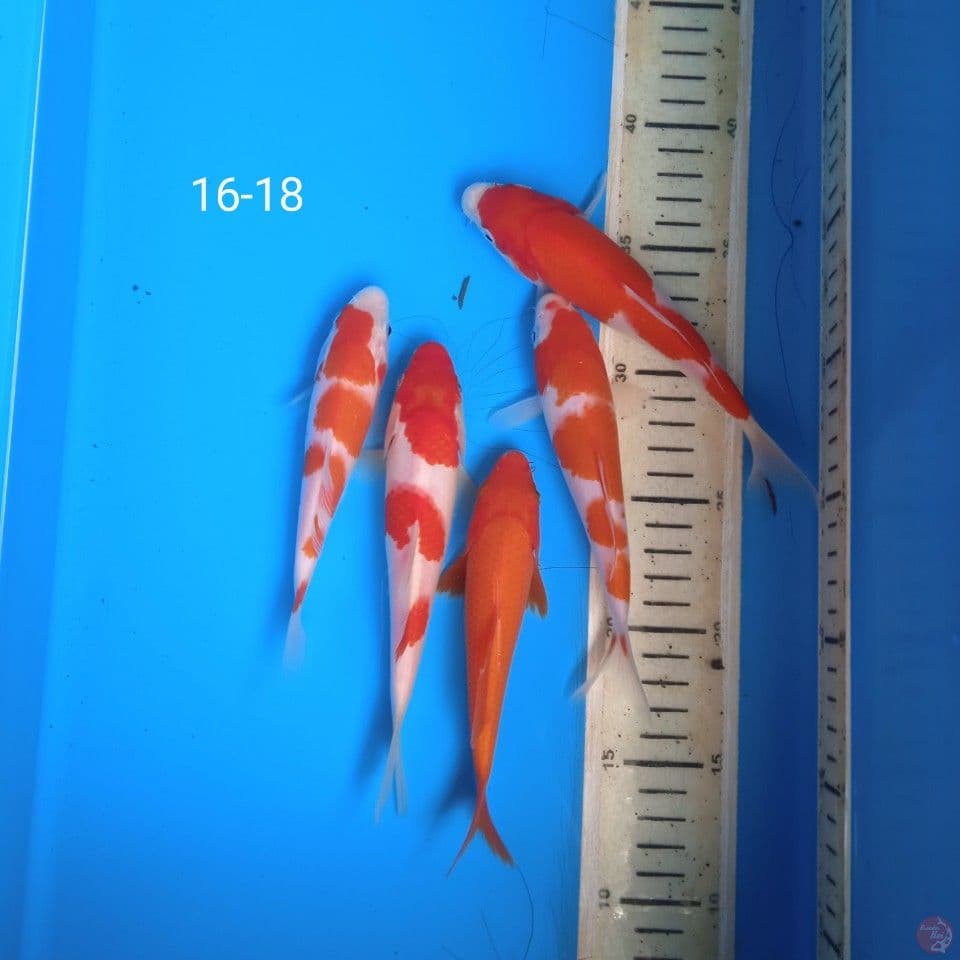 kohaku 16-18cm