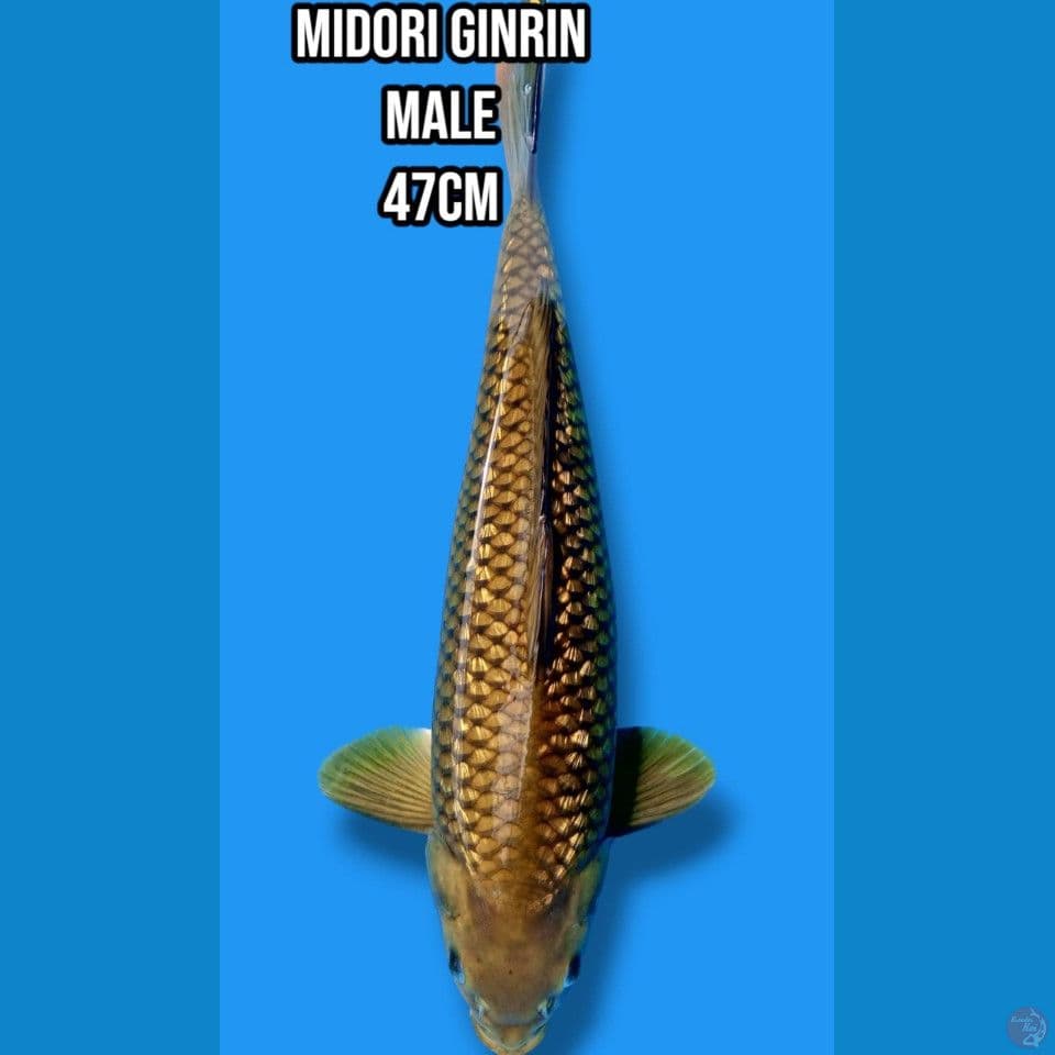 Mindori Ginrin 