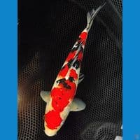 28cm | Jantan