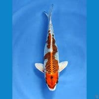 35cm | Betina