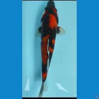 showa 35cm jantan