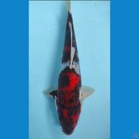 showa kawabake super antik 38cm jantan