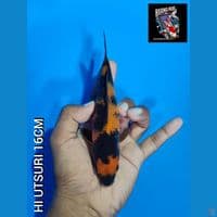 HI UTSURI BAHAN SHOW QUALITY 16CM