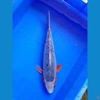 ASAGI MALE 45BU