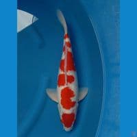 MARUTEN KOHAKU JANTAN SAH 45BU