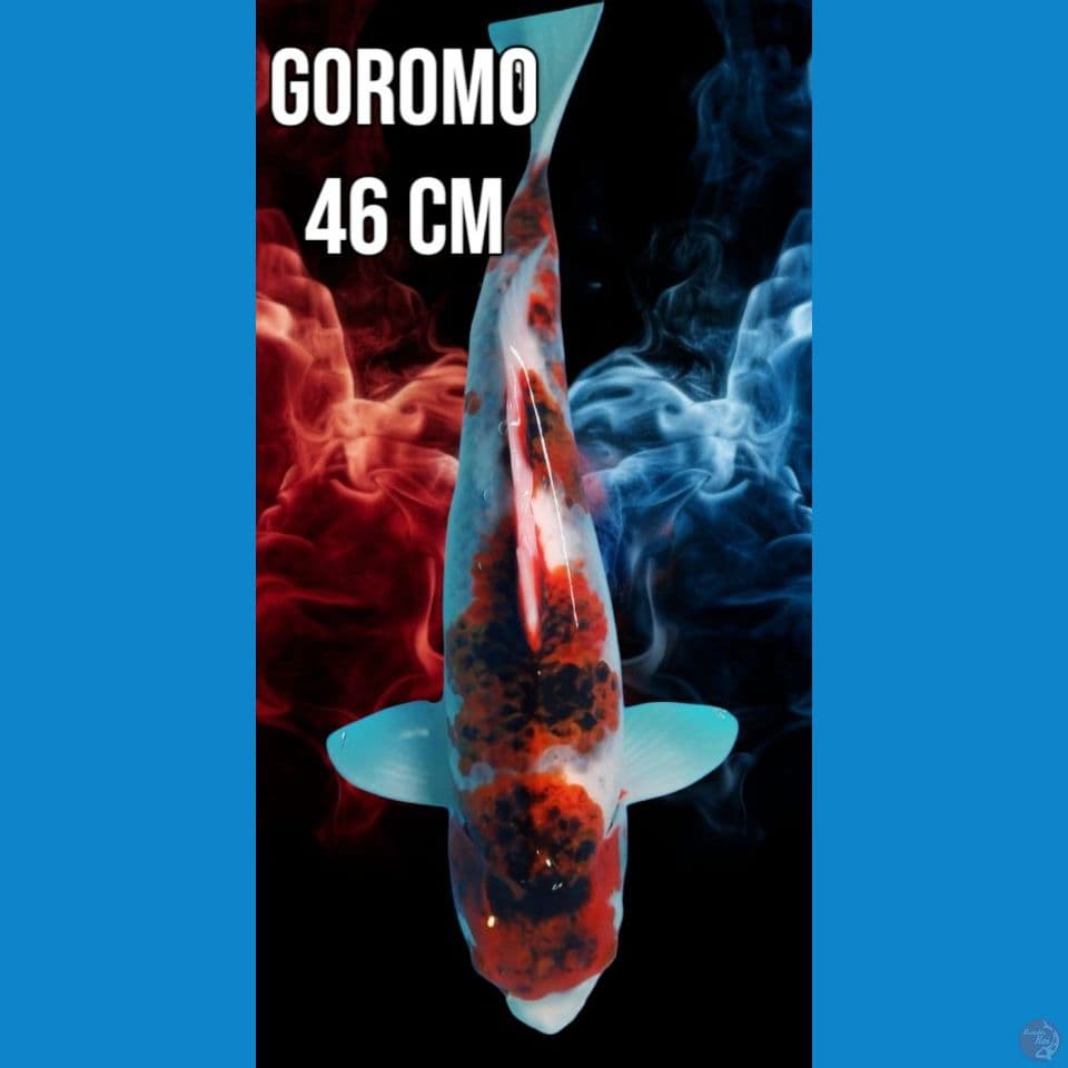 Goromo