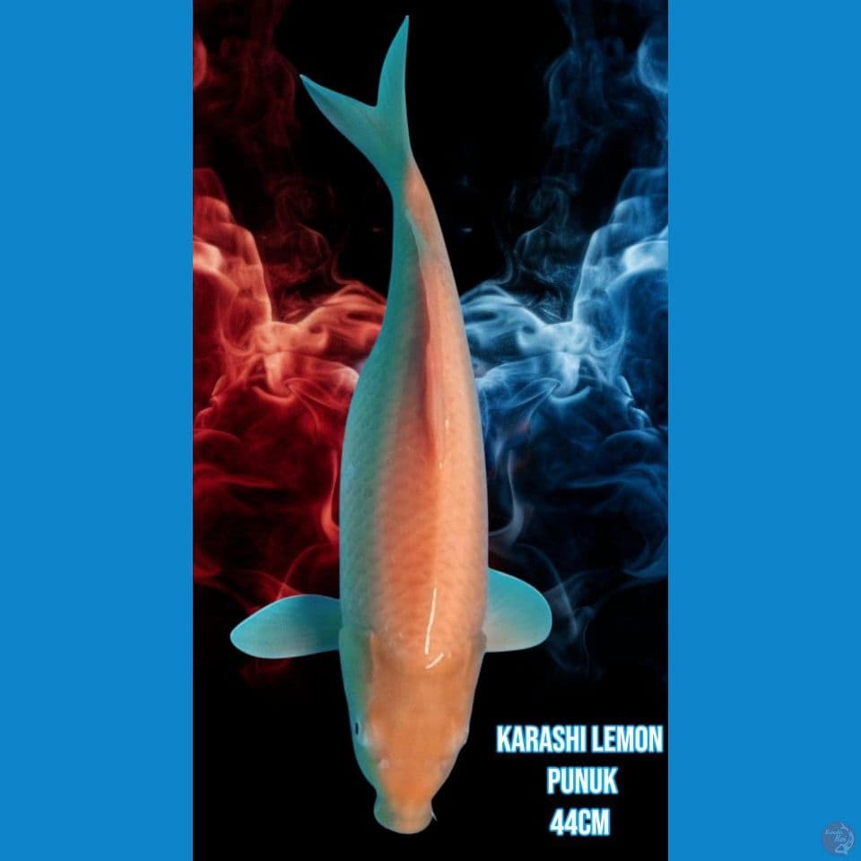 Karashi Lemon Punuk