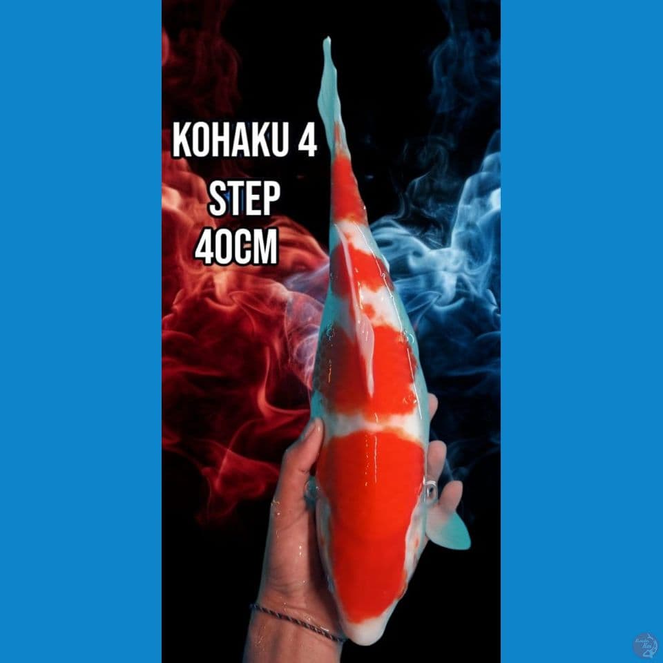 Kohaku 4 Step