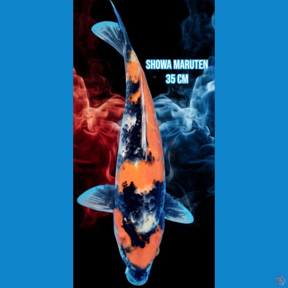 Showa Maruten