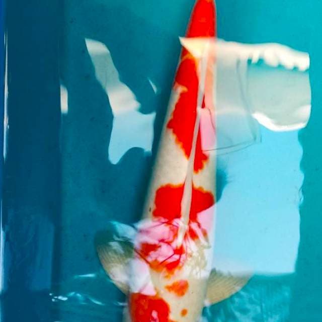 Kohaku 3step