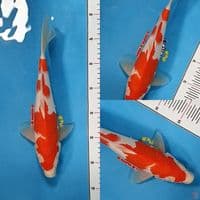Kohaku 30 cm