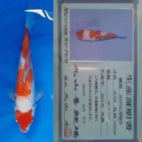 Kohaku Ginrin 33 cm import serty Maruyama ????????