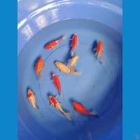 Tamasaba 10ekor size 9-13cm 