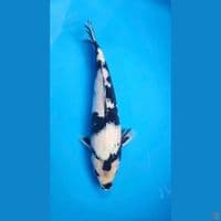 shiro utsuri good quality 32cm