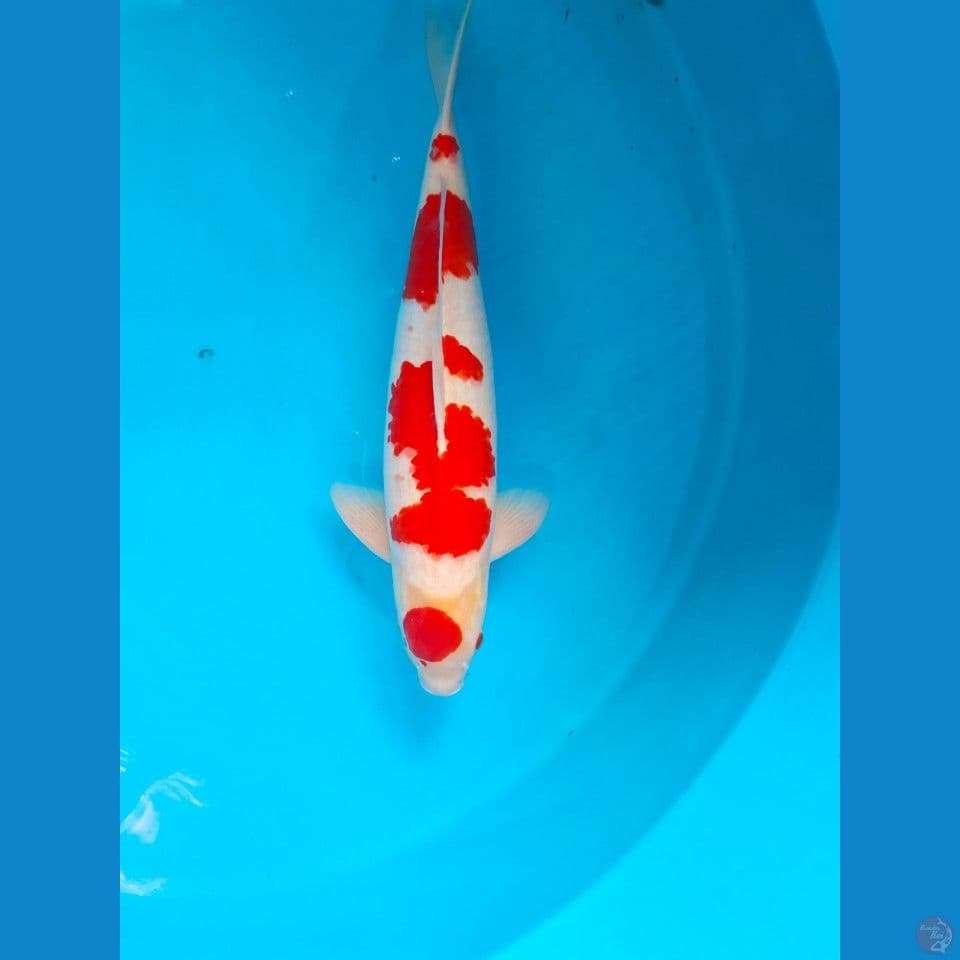 Maruten kohaku Male54cm