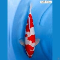 Kohaku M45cm