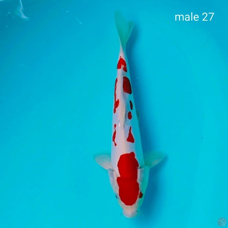 male 27cm doit