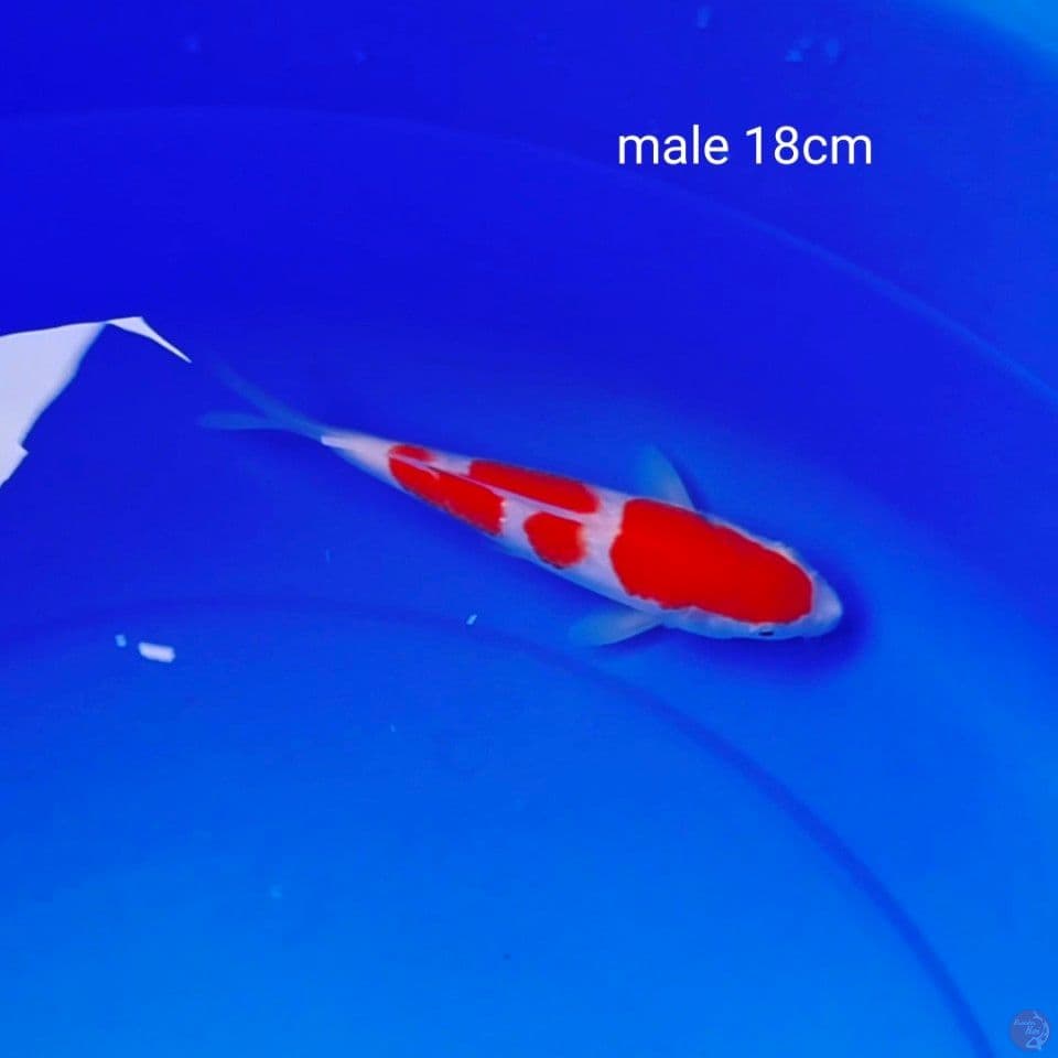 up to 18cm male