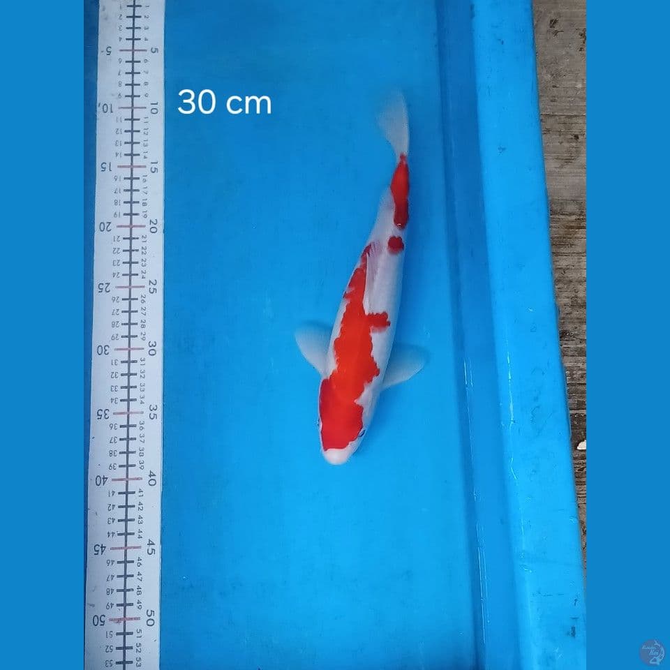 kohaku 30 cm