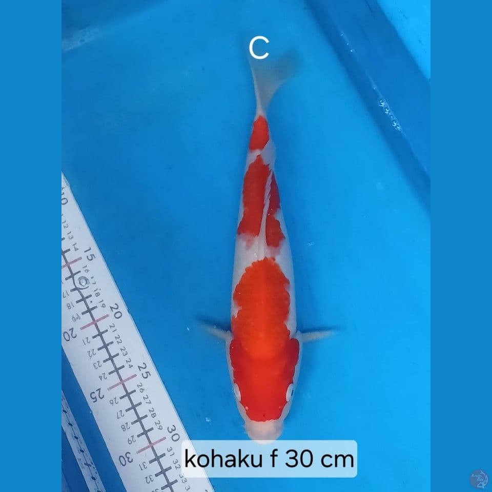 kohaku