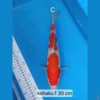 kohaku