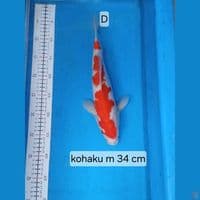 kohaku 34