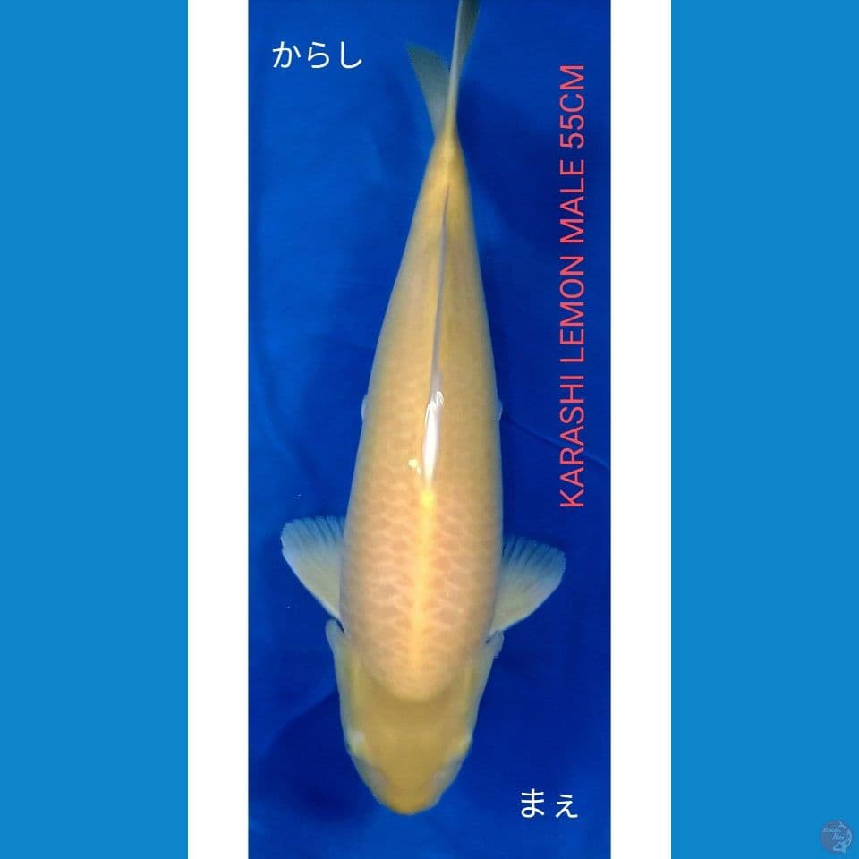 Karashi Lemon 55cm male