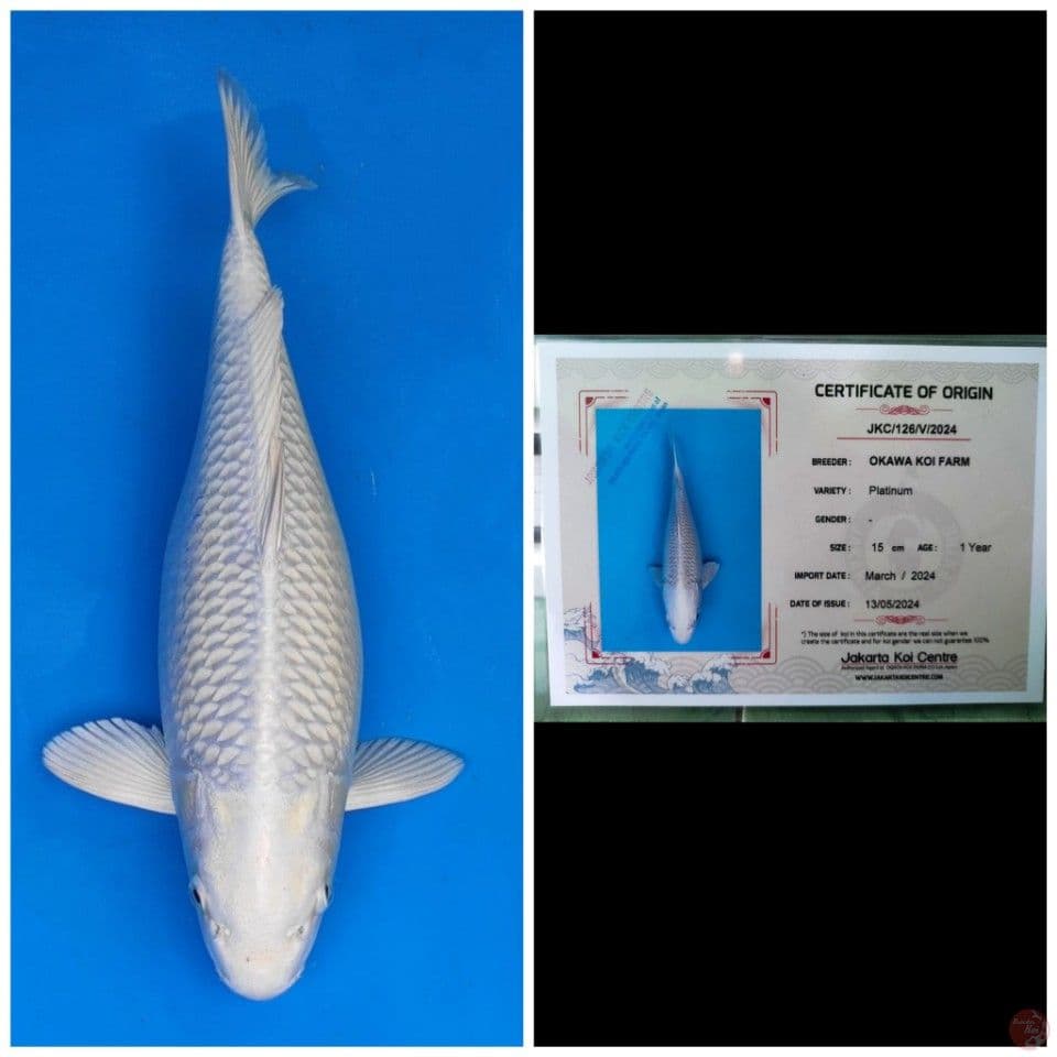 Okawa Platinum