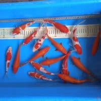 kohaku 15-18cm