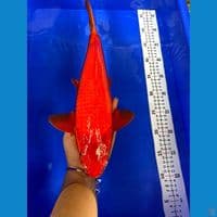 Karasi cabe male 40cm