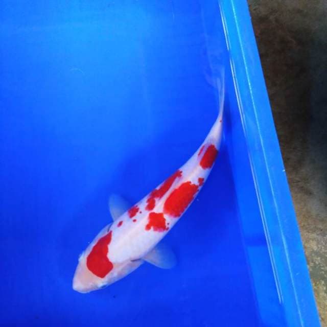HWC (S of T) kohaku