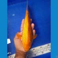 karasi 28cm