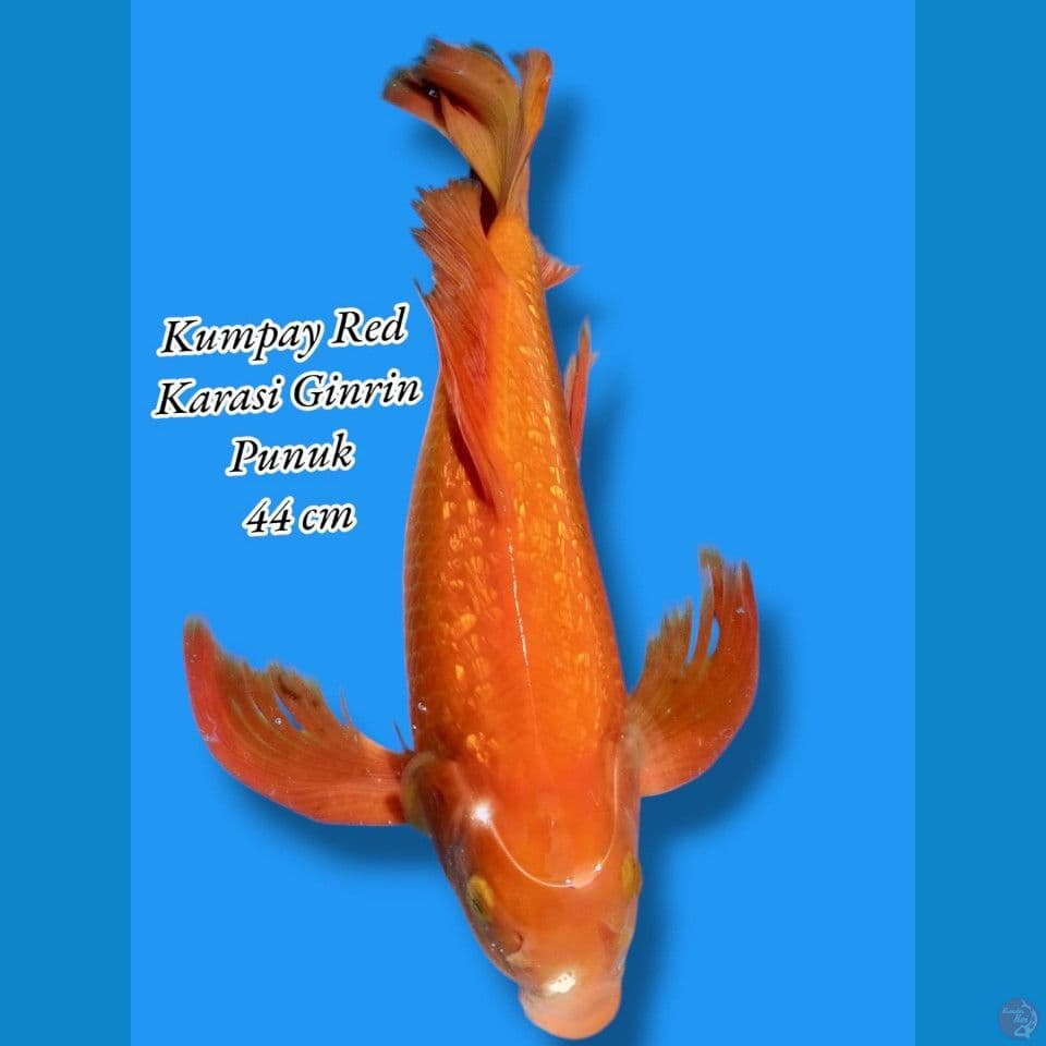 kumpay red karasi ginrin punuk