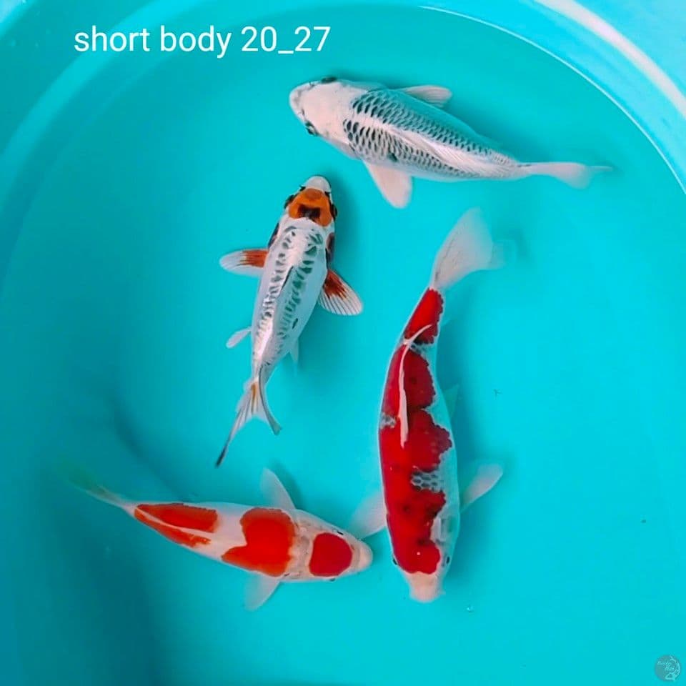 Shory body 23_27cm