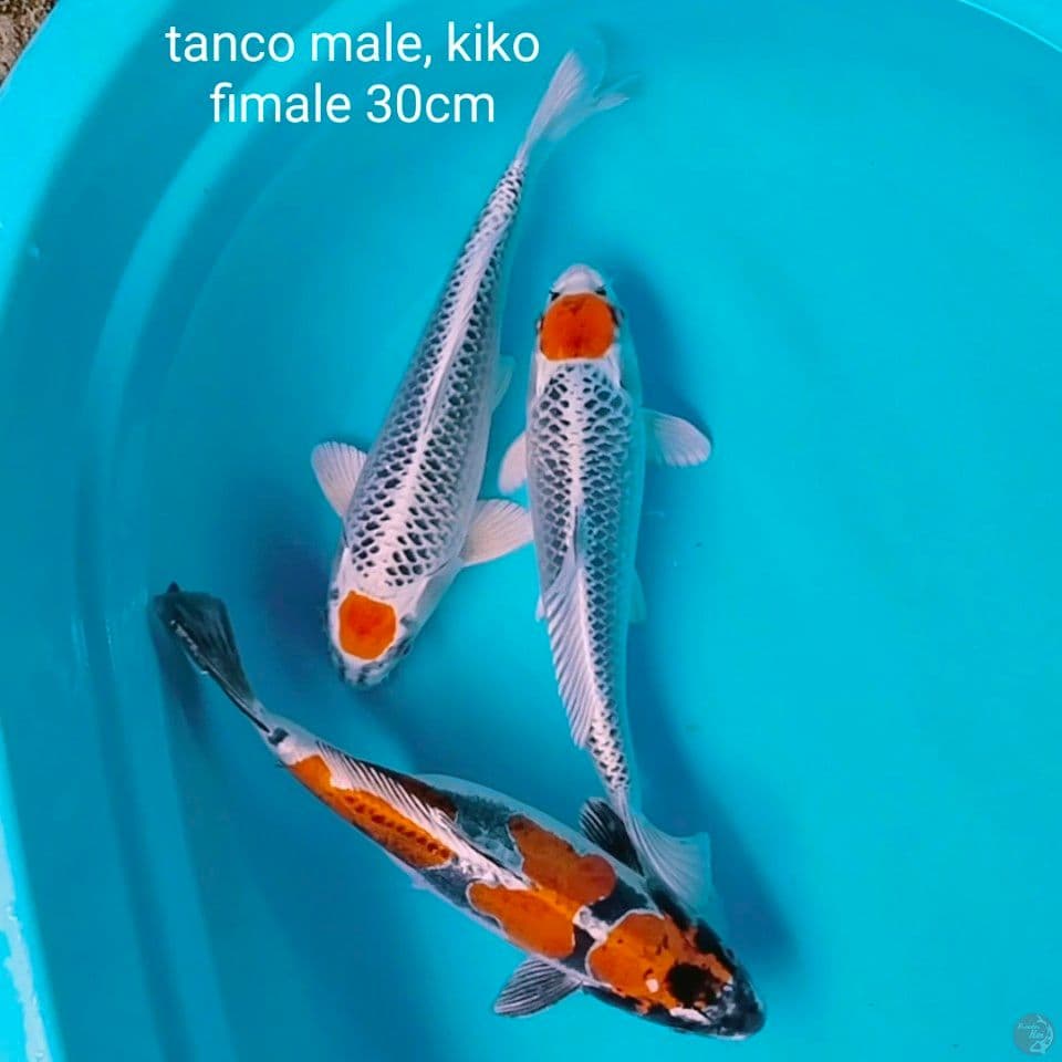 tanco 30cm hanya merapikan sekarang dah ori