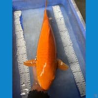 ak3 caramel 49 punuk