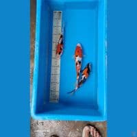 mixkoi24-27cm